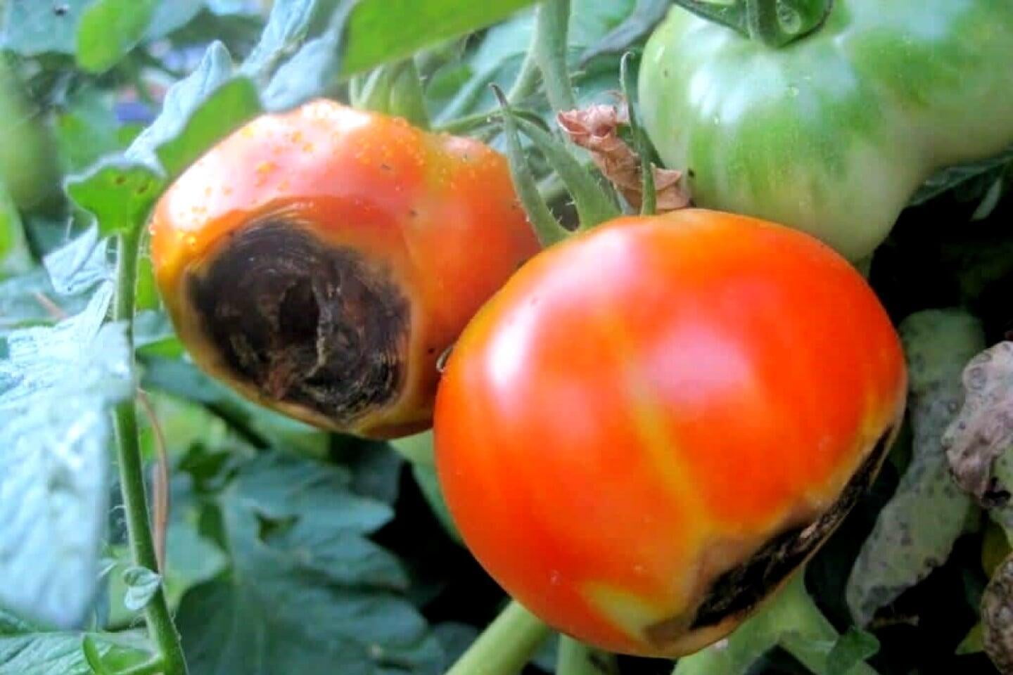 Understanding Physiological Diseases in Plants - Blossom End Rot in Tomatoes.